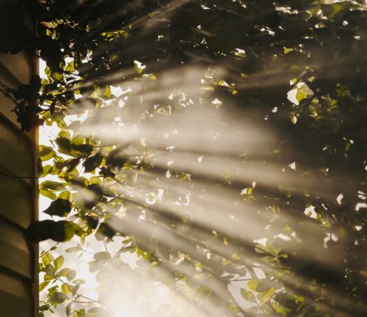 만성피로, 생활습관의 작은 변화에서 해답 찾다 sun rays coming through trees